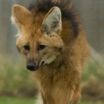 Lobo guará