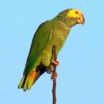 Papagaio-galego