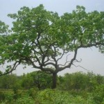 Pequizeiro