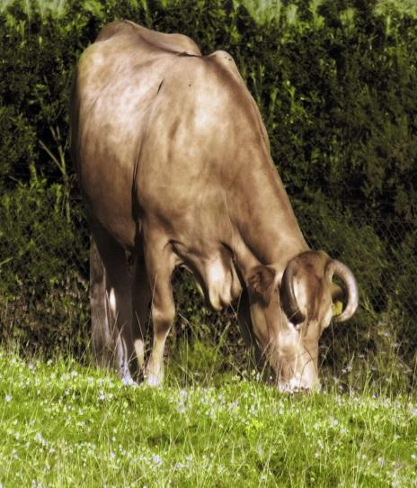 Vaca pastando (Herbivorismo)