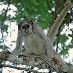 Muriqui-do-norte