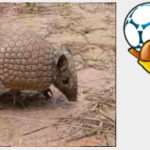Tatu-bola (Tolypeutes tricinctus) e o Fuleco, sua representação mais famosa.