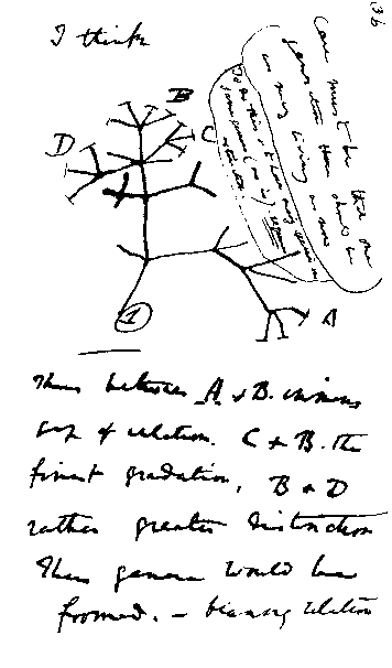 árvore da vida de Darwin