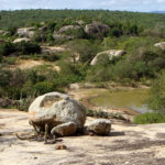Fotos Caatinga