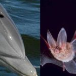 Ecolocalização: golfinho e morcego