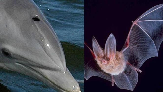 Ecolocalização: golfinho e morcego