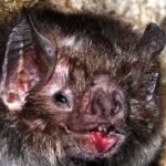 morcego
