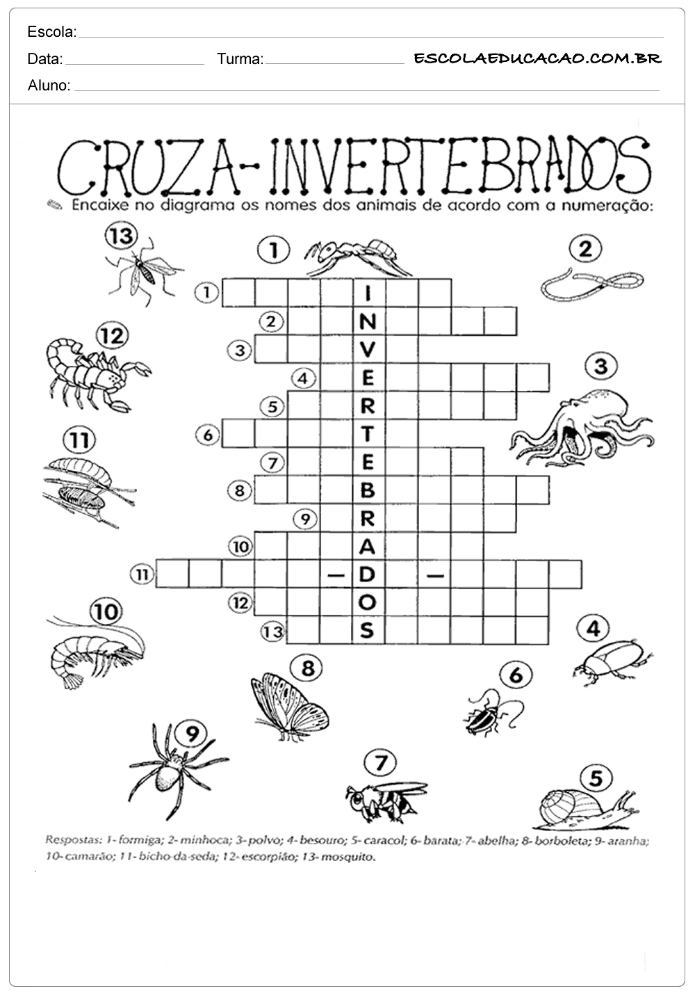 Atividade de ciência cruza invertebrados - Escola Educação