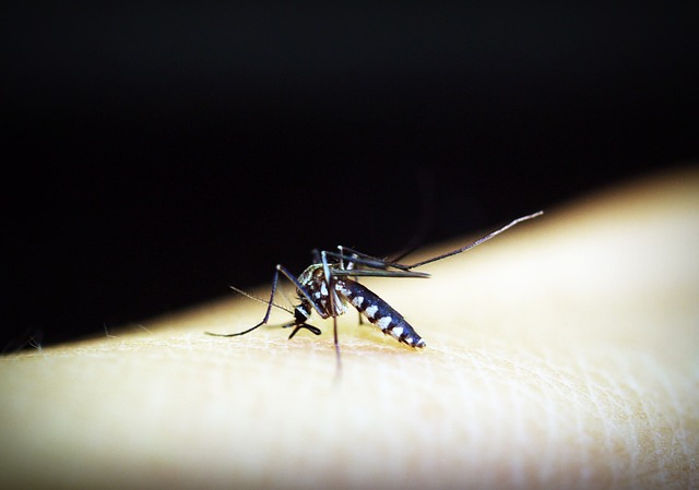 Atividades sobre a dengue caça palavras