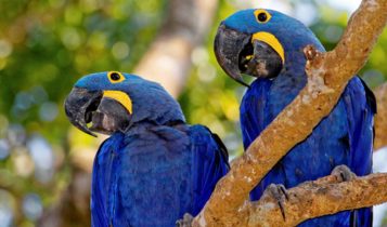 Animais em fase de extinção no Brasil - Arara Azul