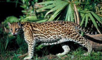Animais em fase de extinção no Brasil - Gato-Maracajá