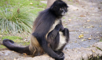 Animais em fase de extinção no Brasil - Macaco-Aranha