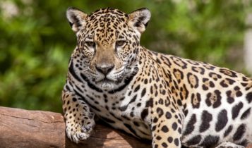 Animais em fase de extinção no Brasil - Onça Pintada