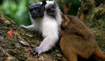 Animais em fase de extinção no Brasil - Sauim-de-Coleira
