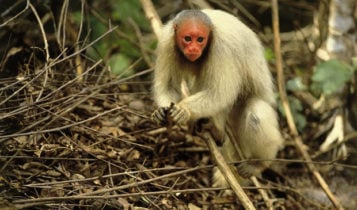 Animais em fase de extinção no Brasil - Uacari-Branco