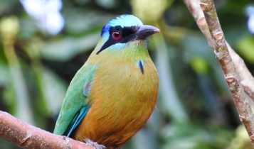 Animais em fase de extinção no Brasil - Udu de Coroa Azul