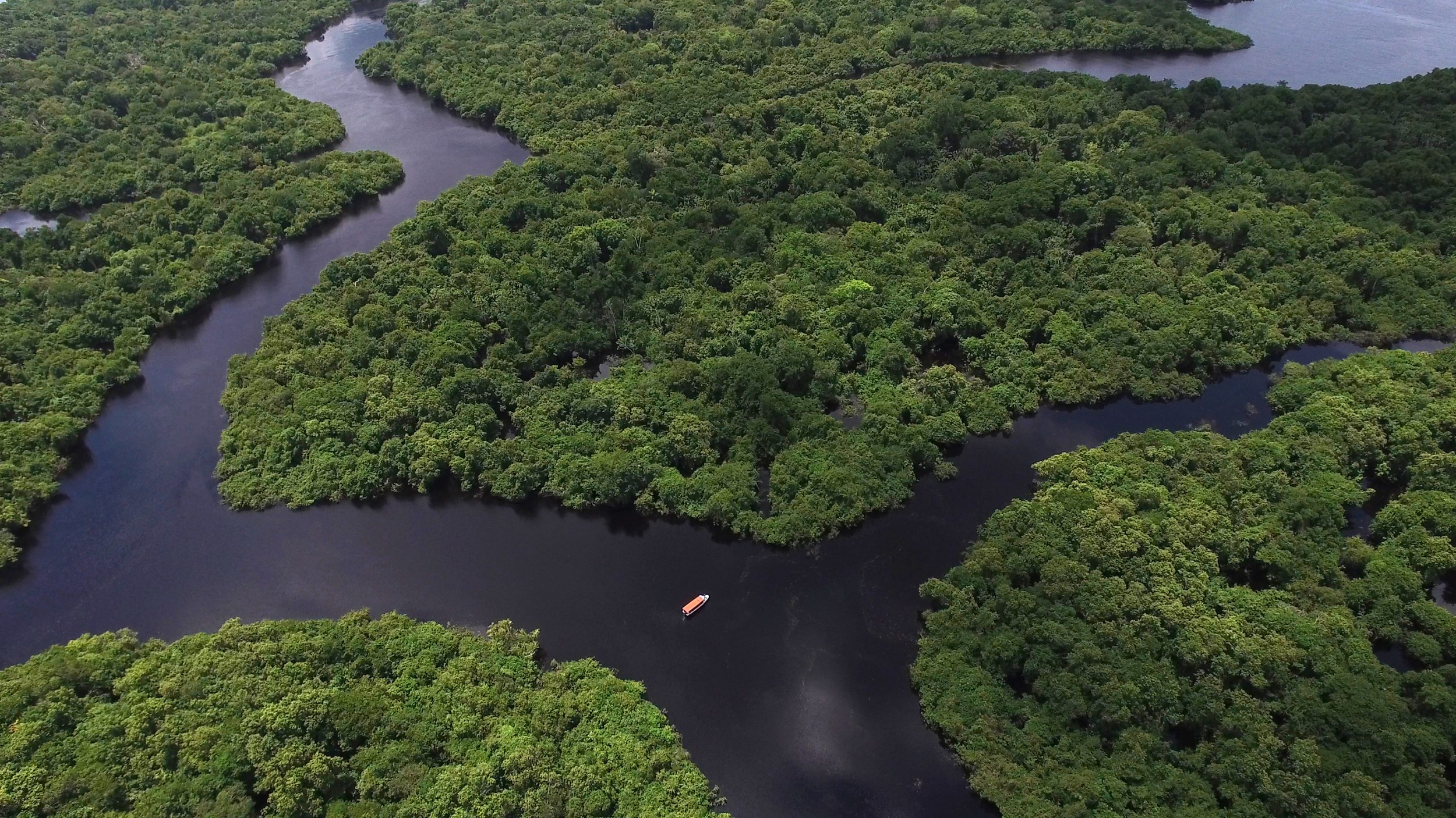 Floresta Amazônica Biomas Animais Clima Vegetação Fauna E Flora 4170