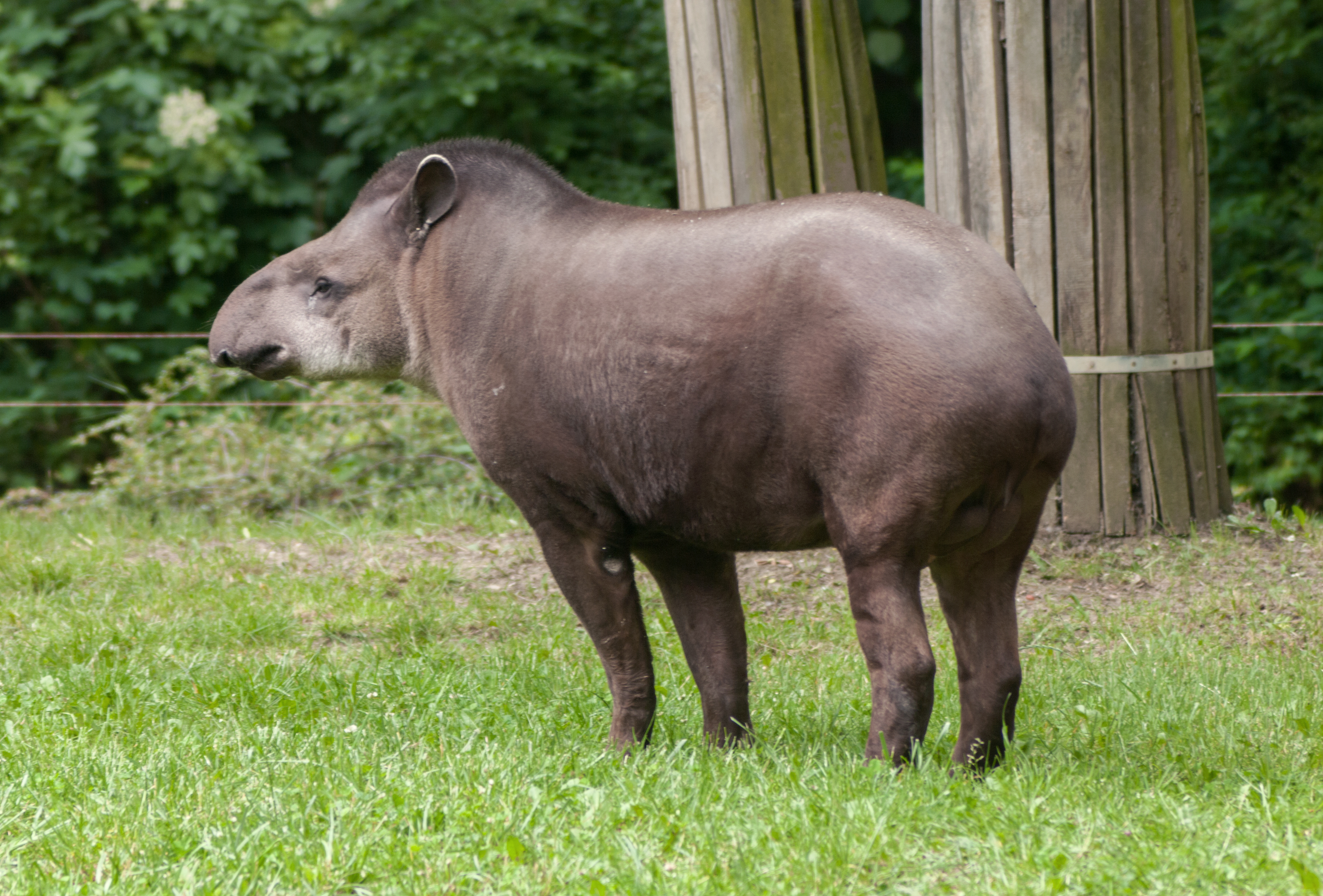 Бегемот парнокопытное или непарнокопытное. Отряд непарнокопытные тапиры. Тапир в Южной Америке. Равнинный тапир (Tapirus terrestris). Бразильский тапир.