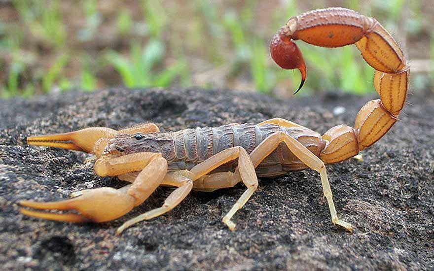 Animal nocivo ao ser humano: Escorpião