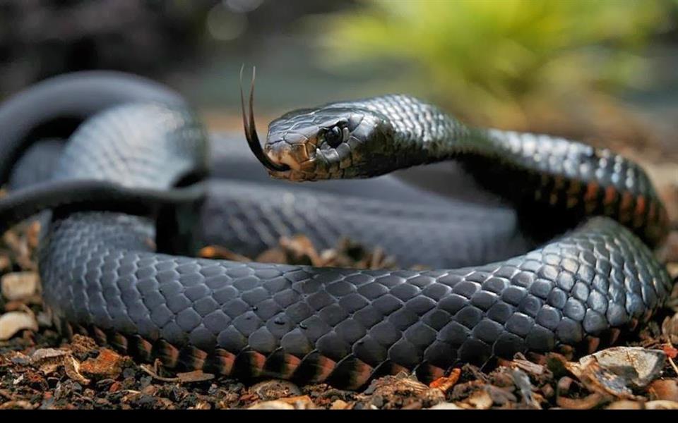 Serpente mortal e nociva: Mamba Negra