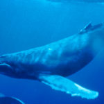 Animais Aquáticos: Baleia-jubarte