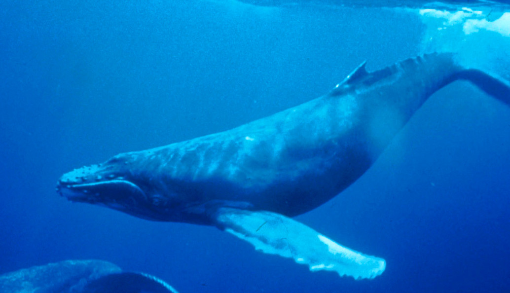 Animais Aquáticos: Baleia-jubarte