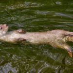 Animais Aquáticos: Lontra=Neotropical