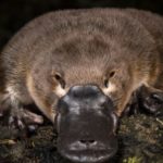 Animais Aquáticos: Ornitorrinco