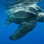 Animais Aquáticos: Tartaruga-marinha
