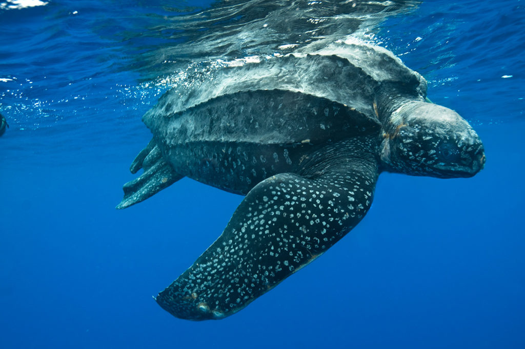 Animais Aquáticos: Tartaruga-marinha