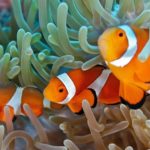 Lista de animais aquáticos