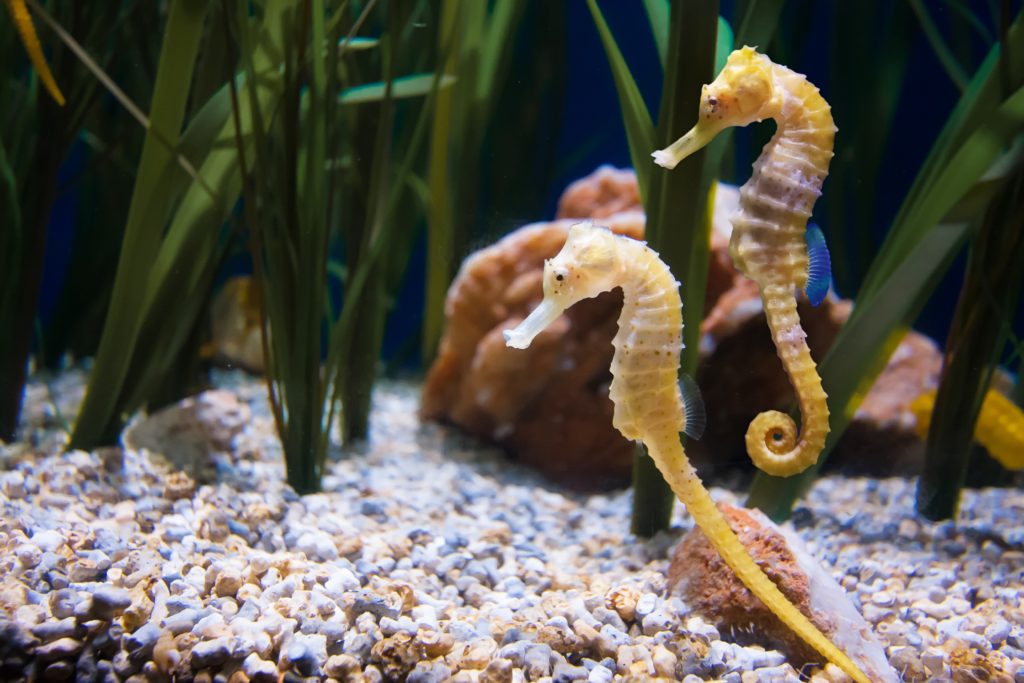 Animais Aquáticos: cavalo-marinho