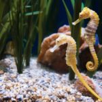 Animais Aquáticos: cavalo-marinho