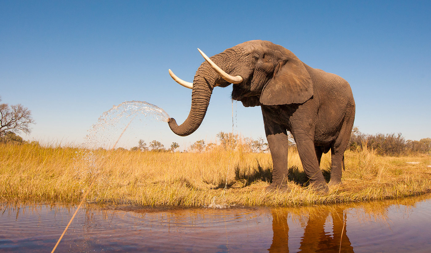 Elefante bebendo água