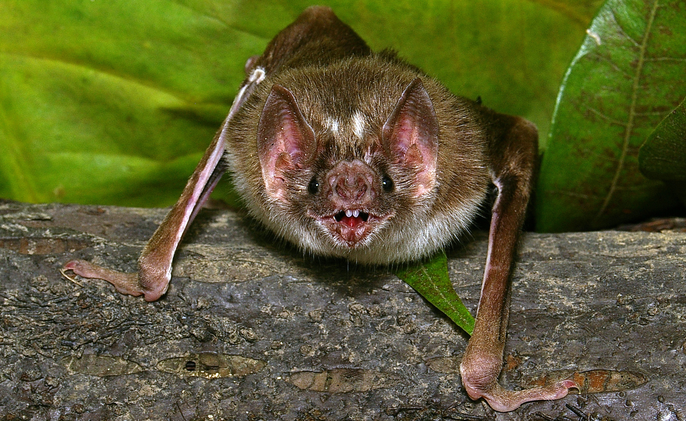 Morcego-vampiro