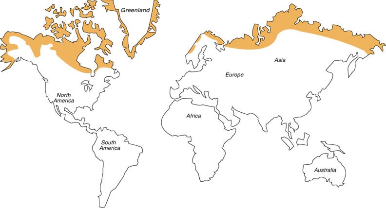 Tundra mapa de sua localização no mundo