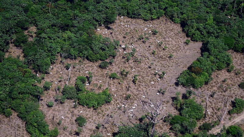 Área da Amazônia desmatada