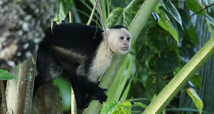 Imagem Macaco-caiarara