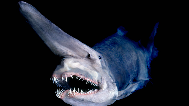 Tubarão-duende