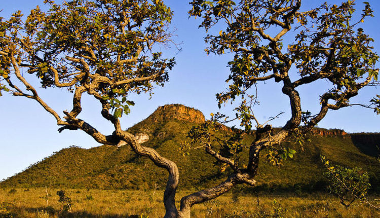 Plantas Do Cerrado Medicinais Nativas Típicas Endêmicas Características 9720