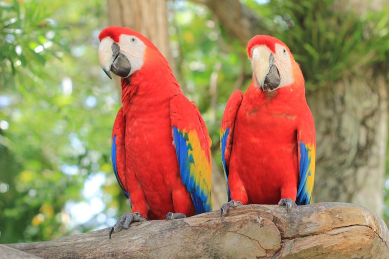 23 Animais da Amazônia - Espécies nativas, preservação e extinção
