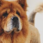 chow chow