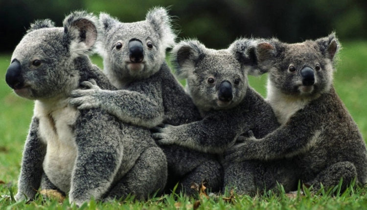 12 Animais da Austrália - Exóticos, estranhos, perigosos, coloridos