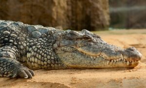 Crocodilo australiano