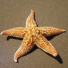  Estrela do mar