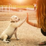 handshake between woman and dog – High Five – teamwork between girl dog