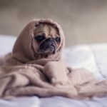 pug 1
