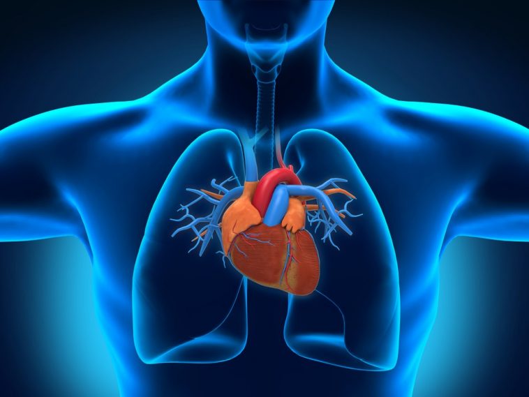 Featured image of post Imagens Do Coração No Corpo Humano / Como funciona o coração humano, qual a sua importância, características desse órgão, qual o percurso do sangue no coração e no corpo, etc.