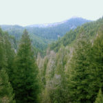 Floresta conífera