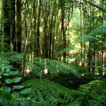 Floresta tropical